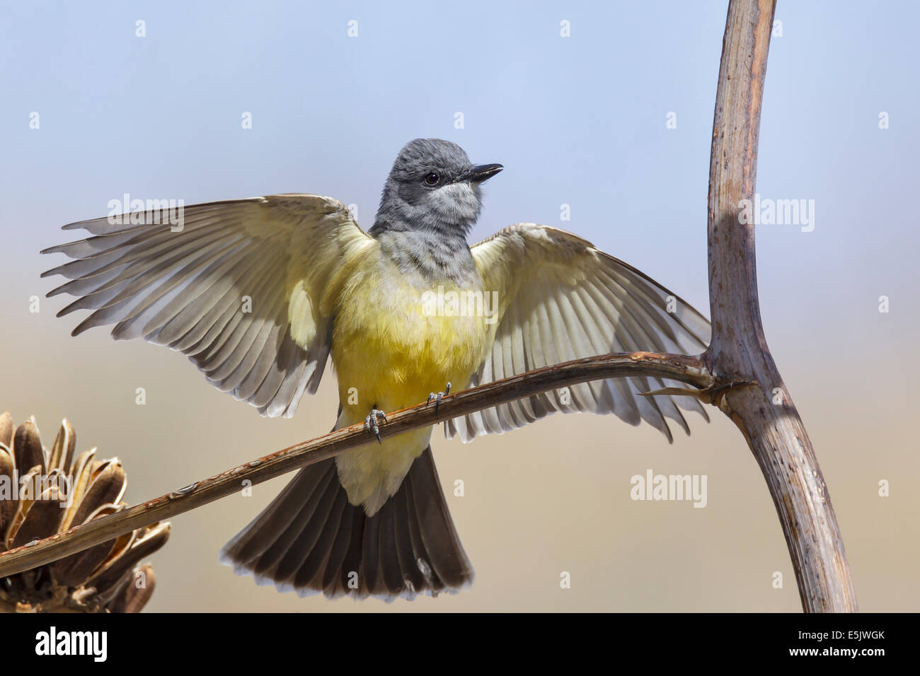 Cassin Kingbird - Tyrannus vociferans Stockfoto