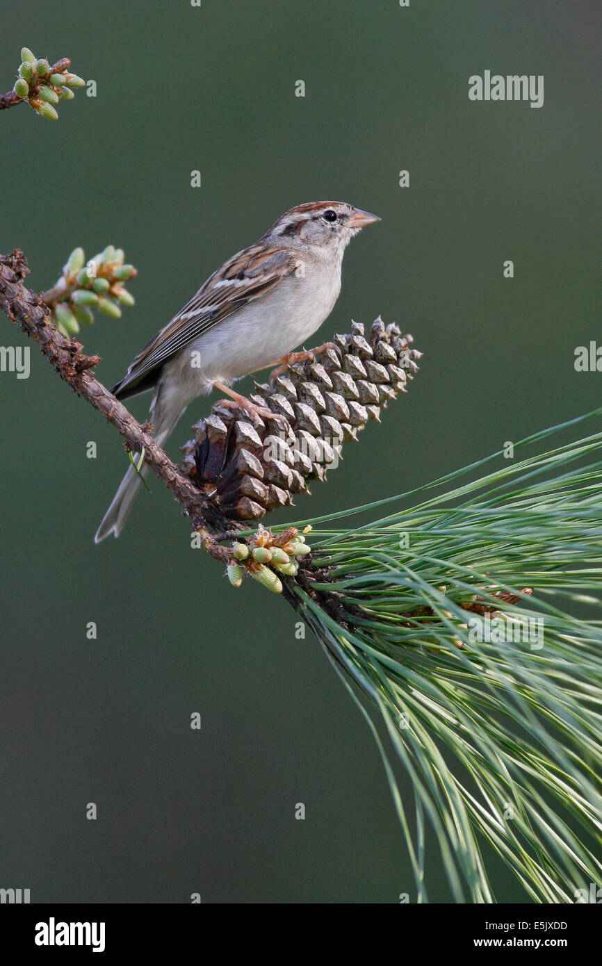 Chipping-Sparrow - Spizella Passerina - Erwachsene nicht-Zucht Stockfoto
