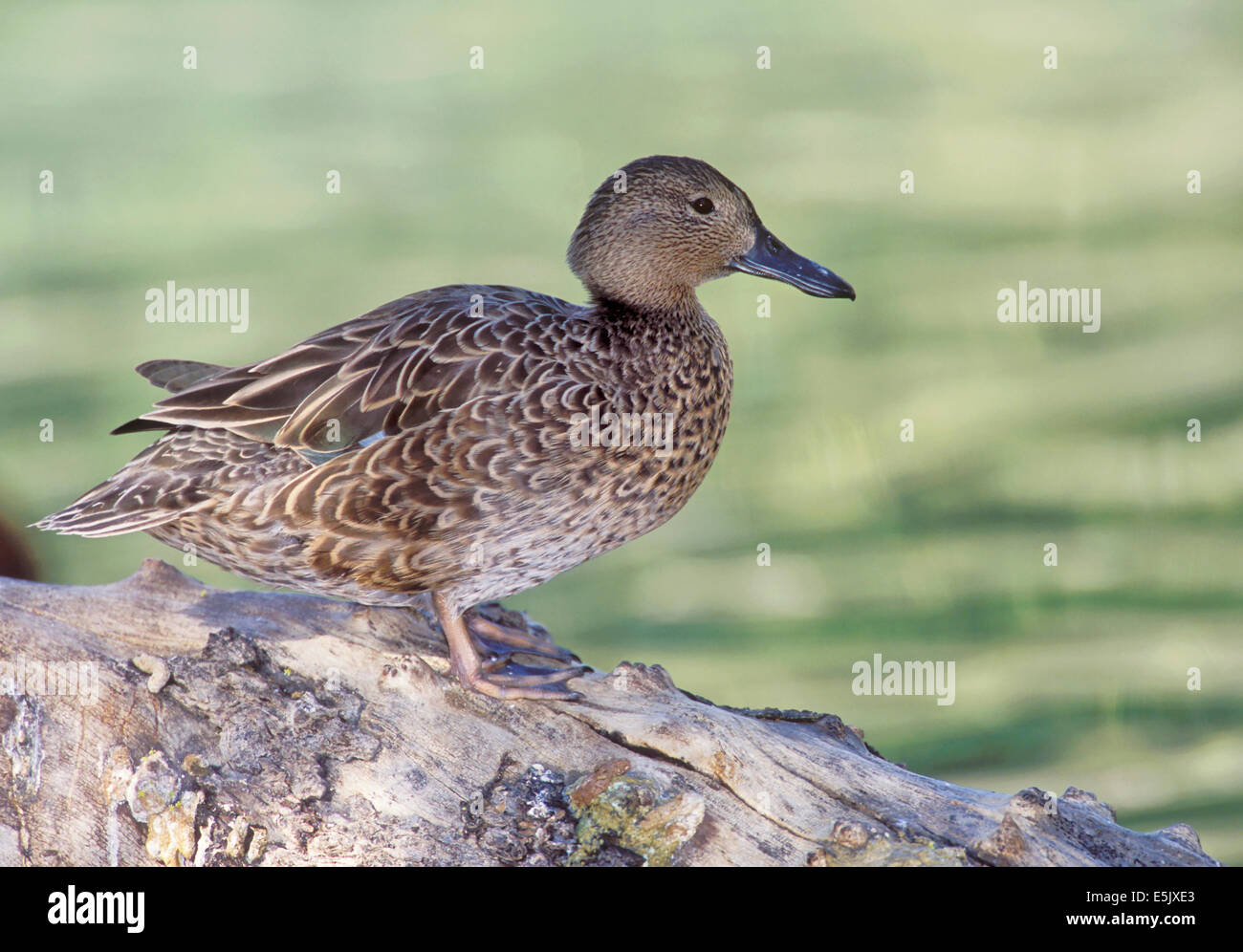 Zimt/Petrol - Anas Cyanoptera - weiblich Stockfoto