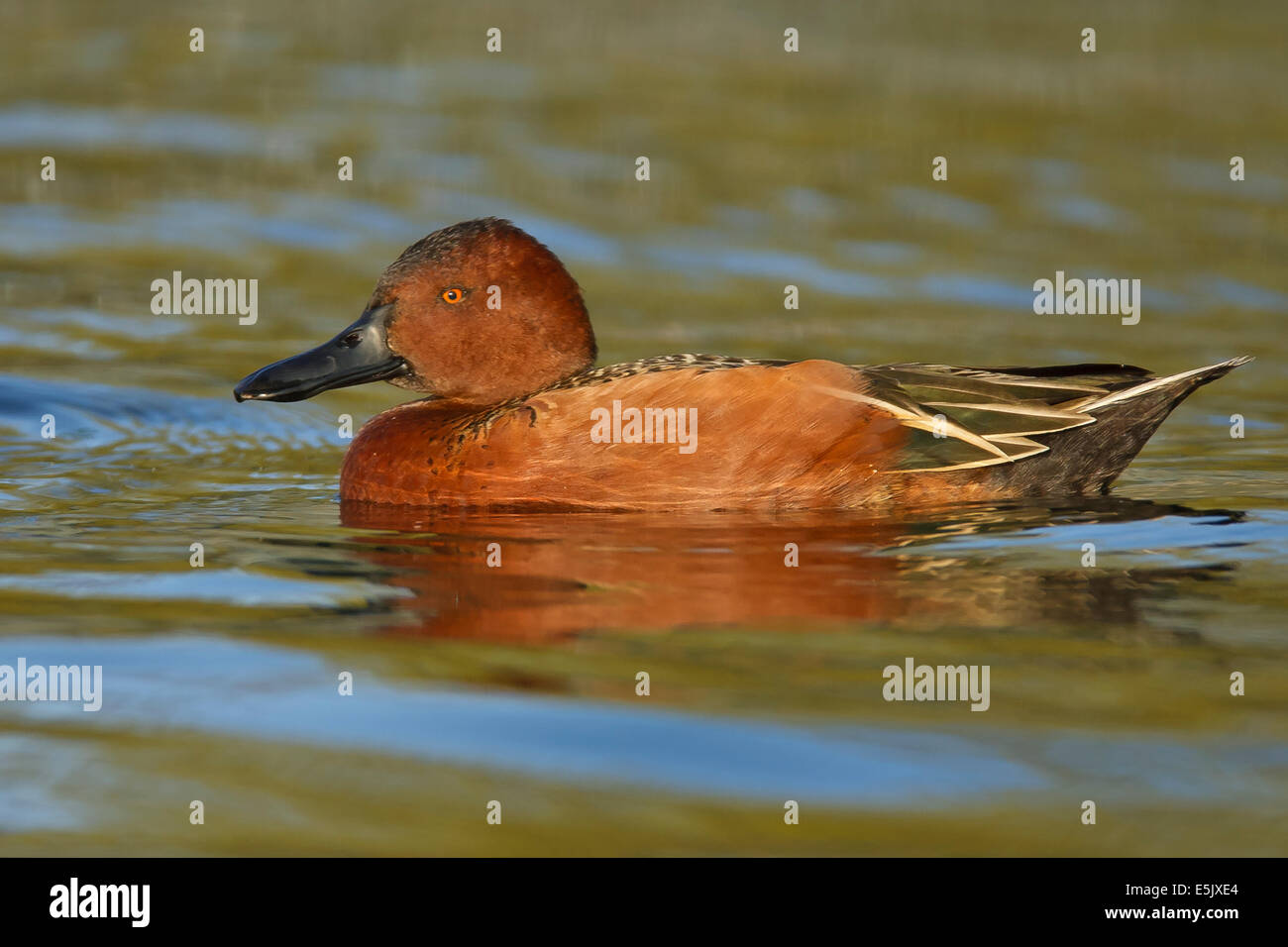 Zimt/Petrol - Anas Cyanoptera - männlich Stockfoto
