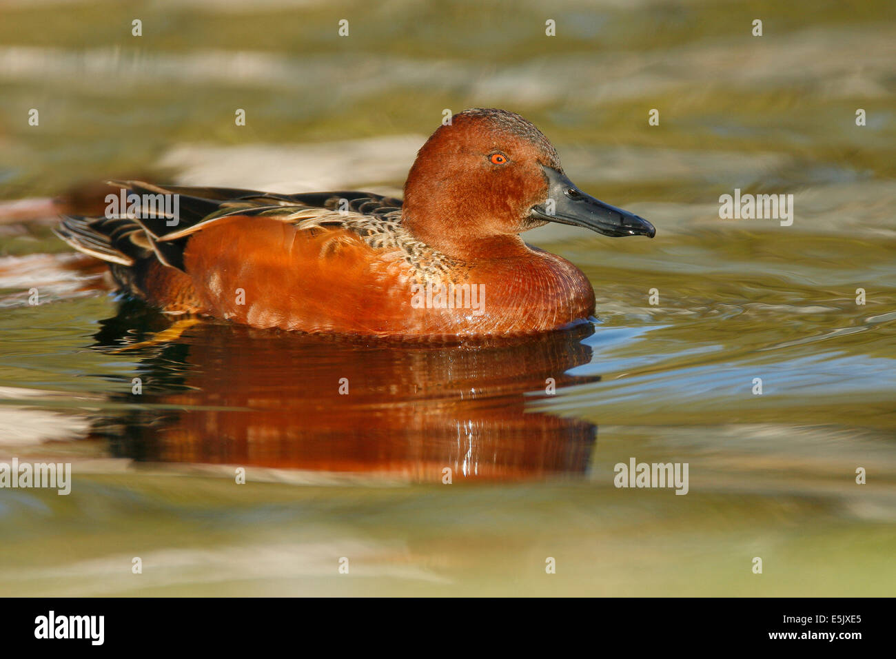 Zimt/Petrol - Anas Cyanoptera - männlich Stockfoto