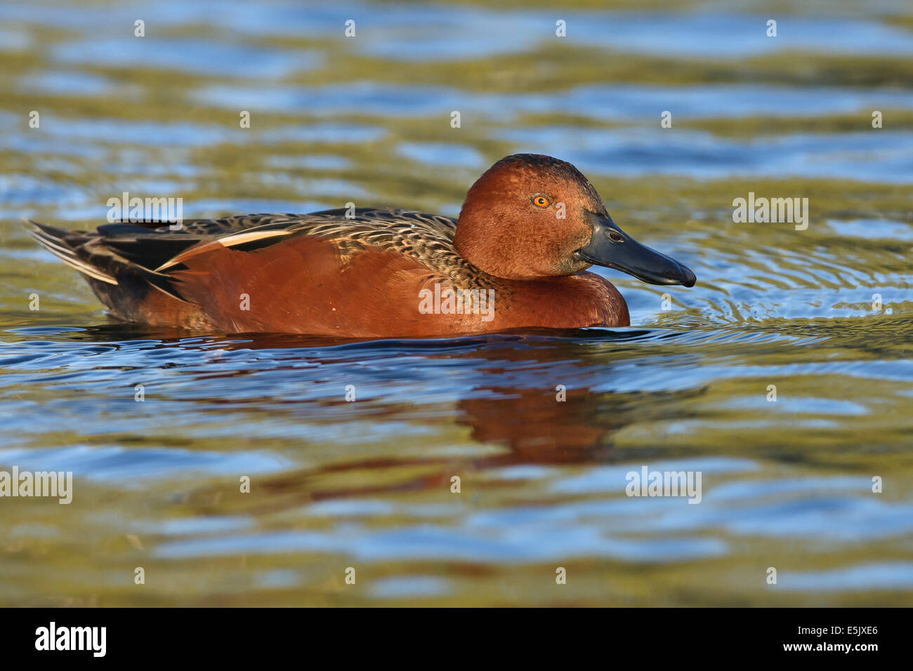 Zimt/Petrol - Anas Cyanoptera - männlich Stockfoto