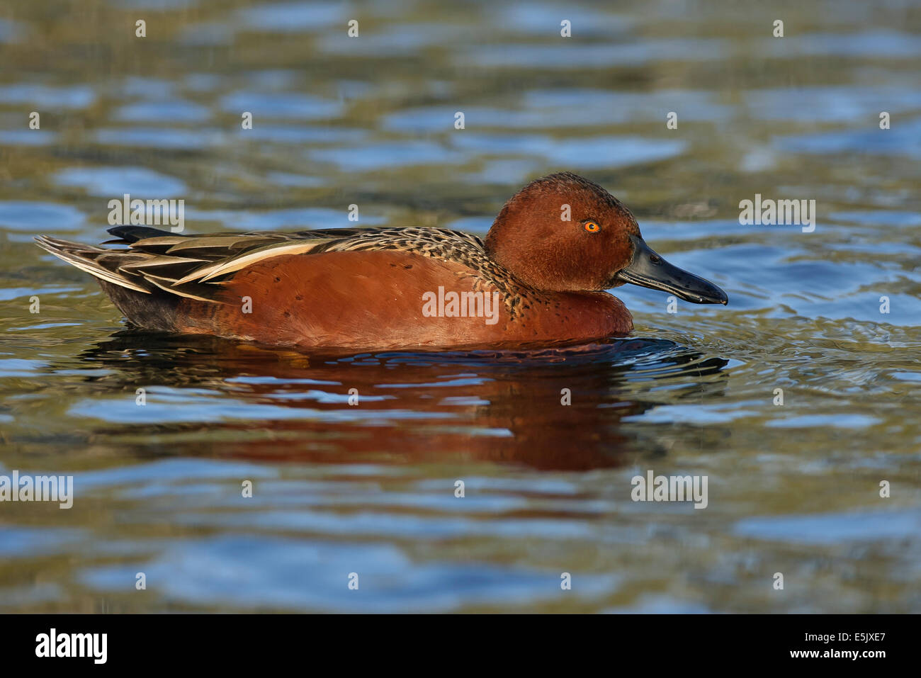 Zimt/Petrol - Anas Cyanoptera - männlich Stockfoto