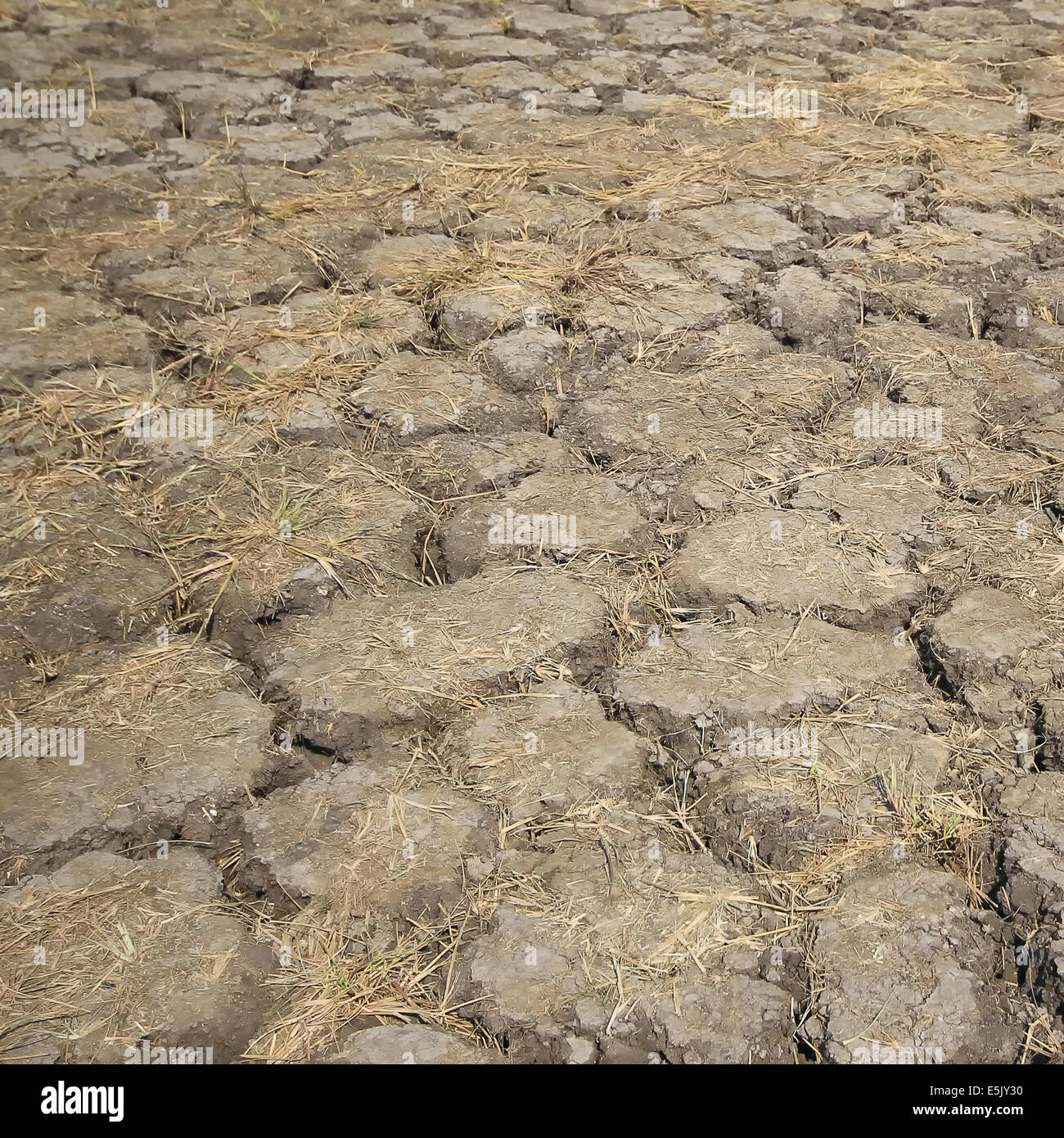 Trockene rissige Erde als Hintergrund oder Textur Stockfoto