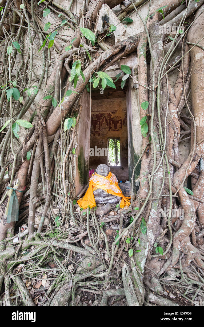 Der Tempel Wat Bang Khun innerhalb eines Baumes, Samut Songkhram, Thailand Stockfoto