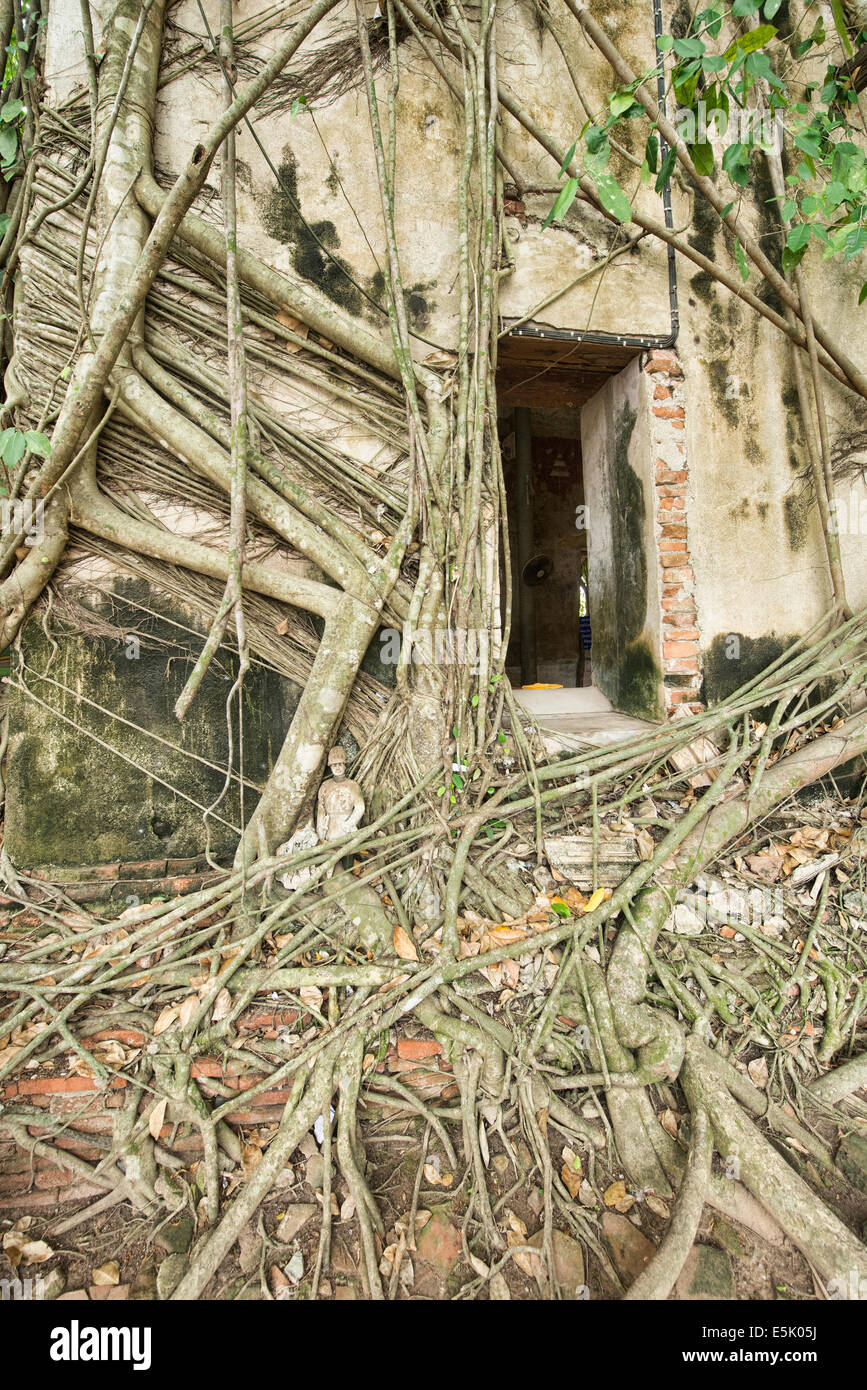 Der Tempel Wat Bang Khun innerhalb eines Baumes, Samut Songkhram, Thailand Stockfoto