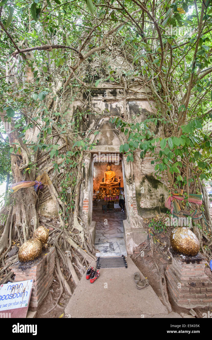 Der Tempel Wat Bang Khun innerhalb eines Baumes, Samut Songkhram, Thailand Stockfoto