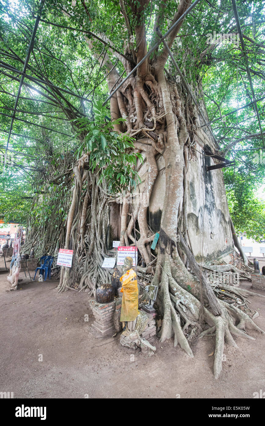Der Tempel Wat Bang Khun innerhalb eines Baumes, Samut Songkhram, Thailand Stockfoto