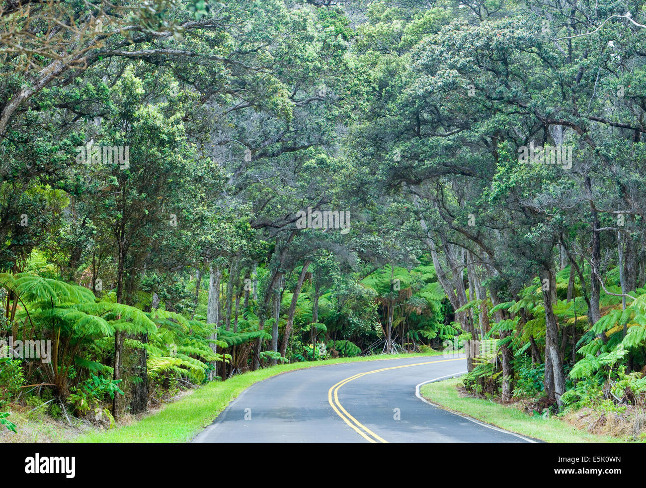 Eine Straße führt durch den Regenwald im Volcanoes National Park, Big Island, Hawaii Stockfoto