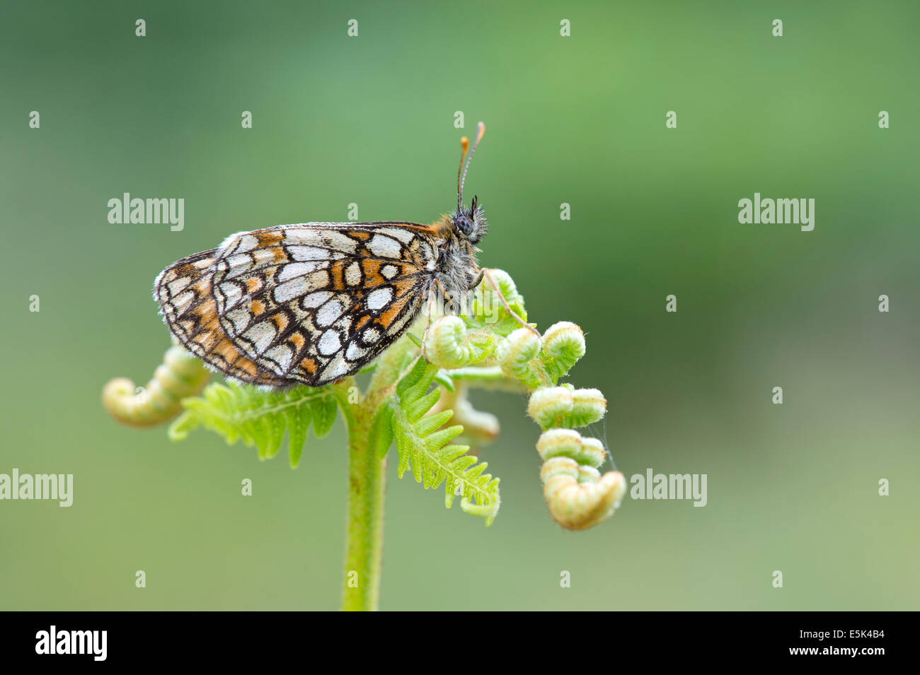 Heide Fritillary Butterfly (Melitaea Athalia), UK Stockfoto