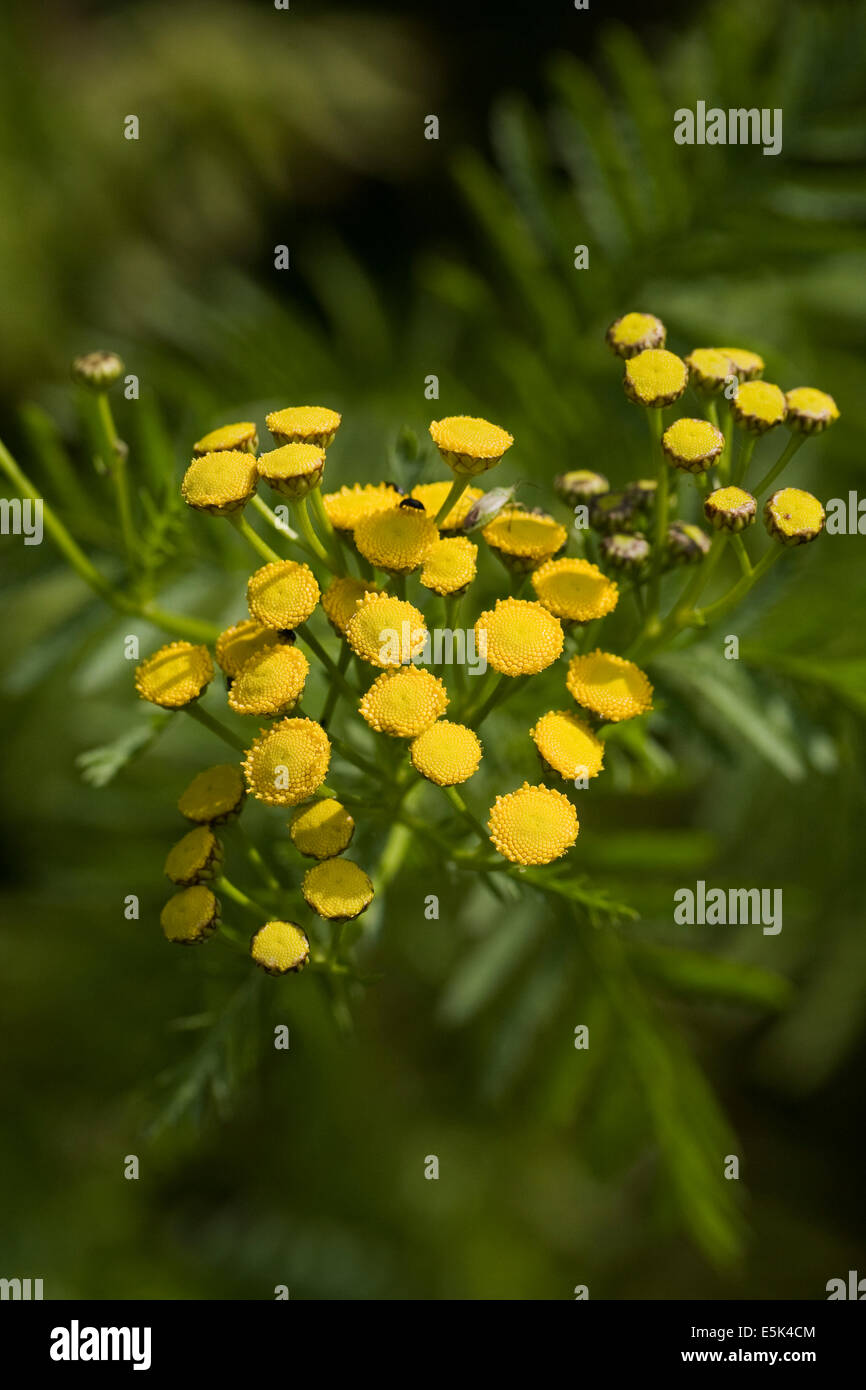 Tanacetum Vulgare. Rainfarn Blüten. Stockfoto