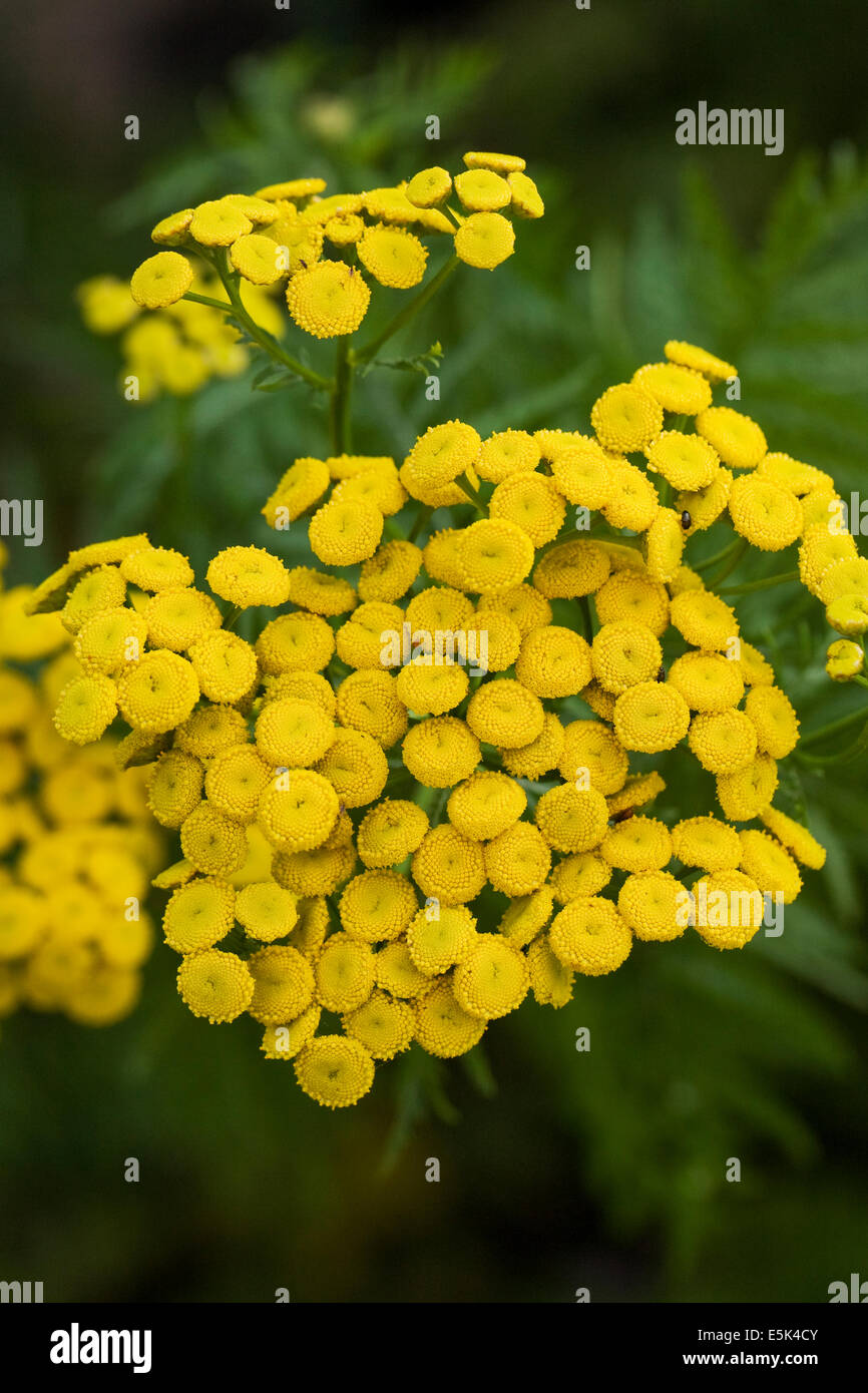 Tanacetum Vulgare. Rainfarn Blüten. Stockfoto