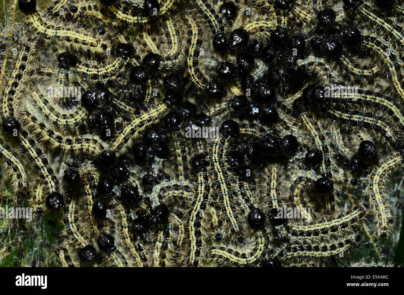Scharlachrote Tiger Moth Raupen UK Stockfoto