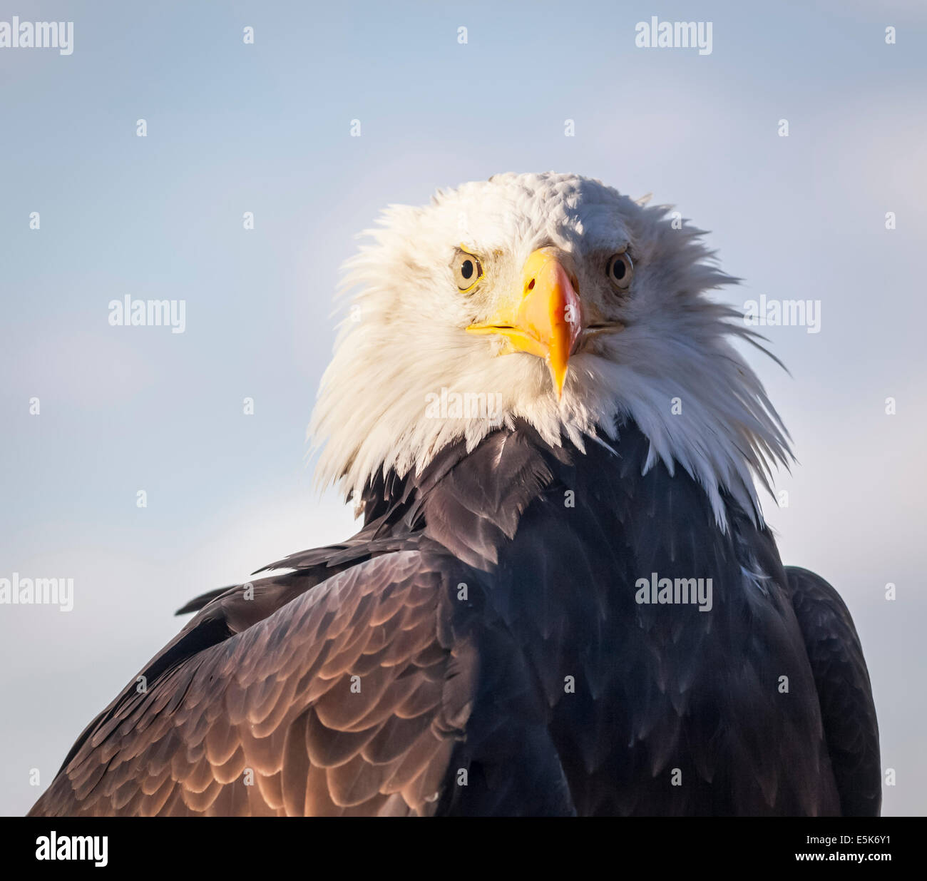 Weißkopfseeadler mit Haltung. Fisch essen Seeadler (haliaeetus leucocephalus) aus Nordamerika - USA nationalen Vogel- und Tierarten Stockfoto