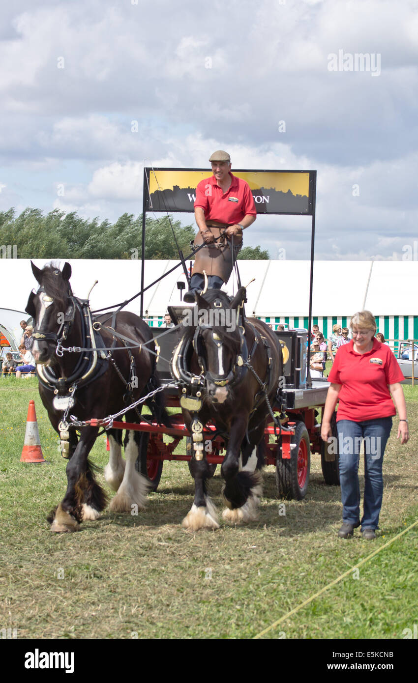 Shabbington, Bucks UK, schwere Pferde und Wagen. Bildnachweis: Scott Carruthers/Alamy Live-Nachrichten Stockfoto