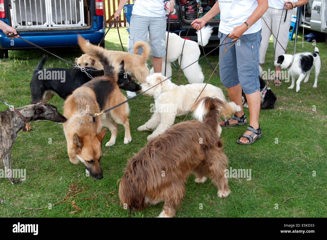 Stuntdogs im Badsey Flower Show, Worcestershire, England, UK Stockfoto