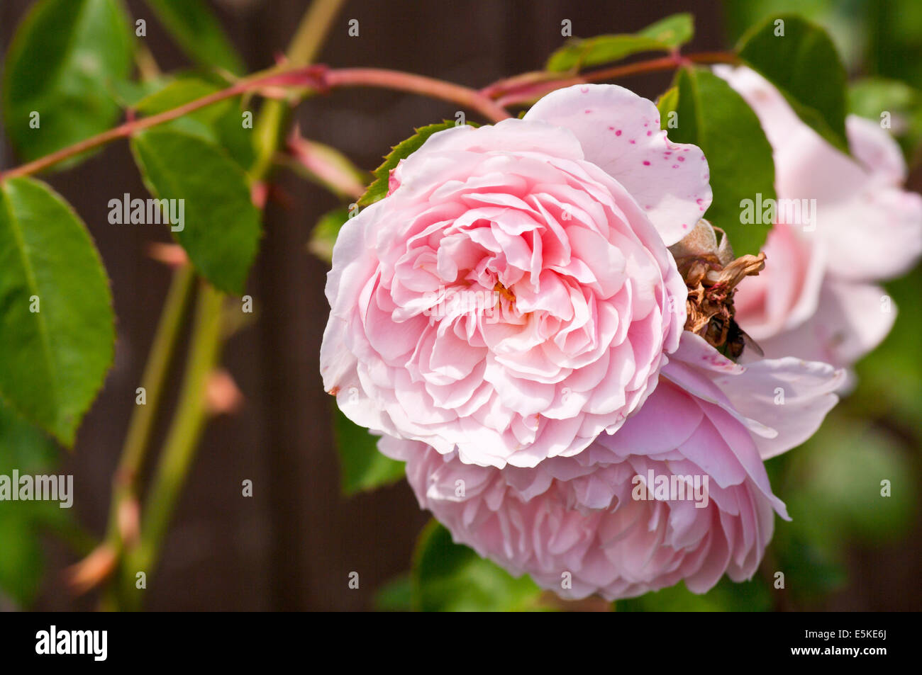 Blass Strauchrose rosa englische "Wisley 2008" Stockfoto