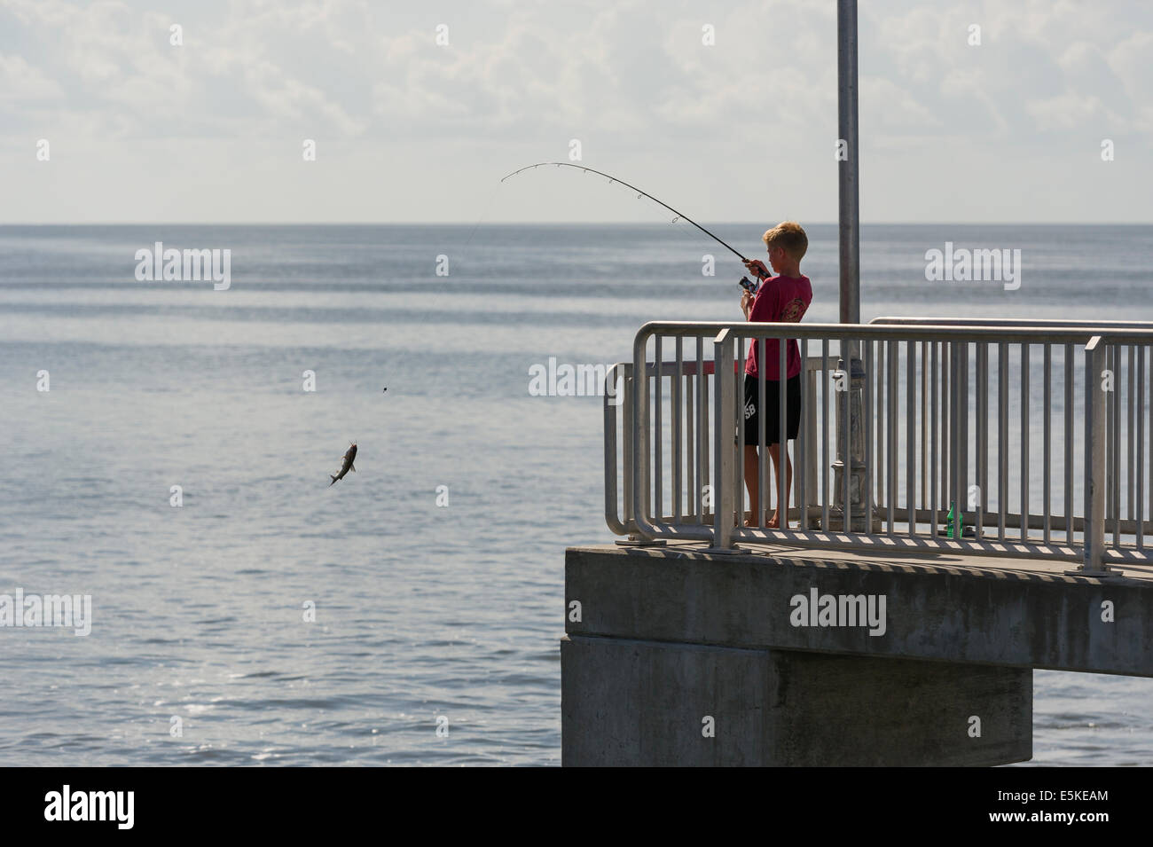 Ein Junge Kokons in einem Fisch auf dem öffentlichen Fishing Pier in Cedar Key, Florida USA Stockfoto