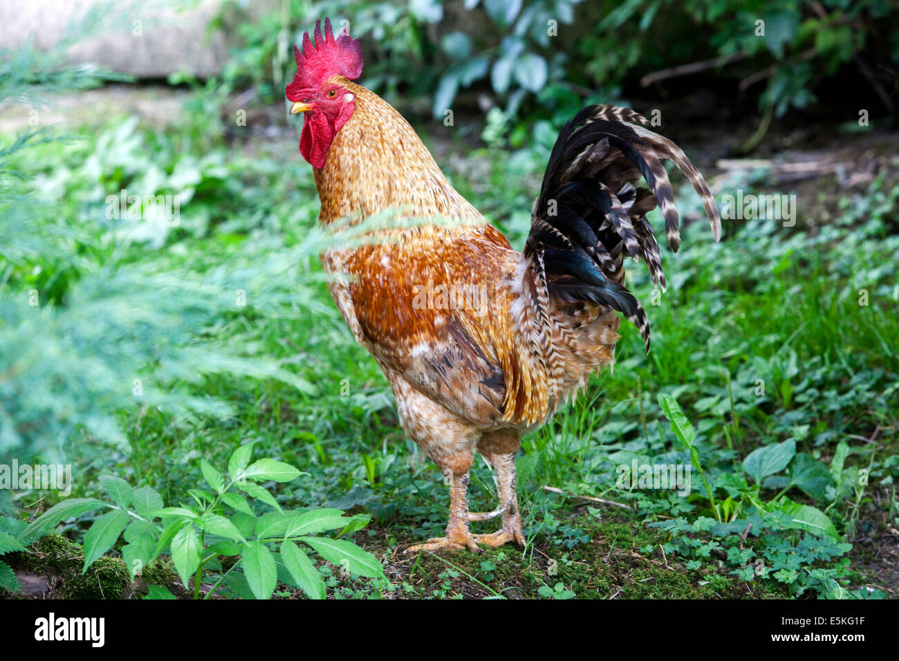 Hahn in einem Garten Stockfoto