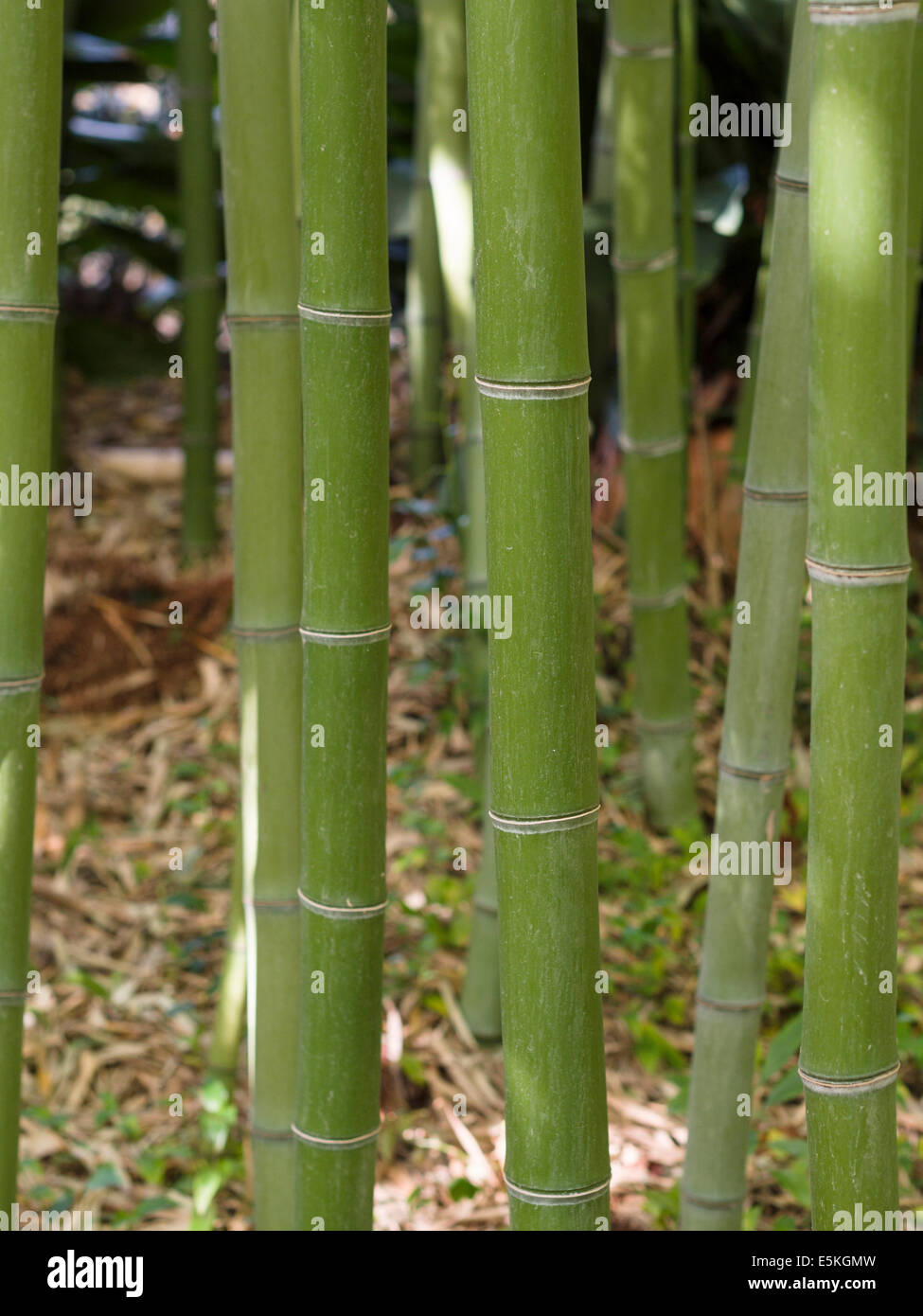 Stand der grünen Bambus. Stämme der Bambus Rasen in einem Sonnenlicht gefleckten Hain. Stockfoto