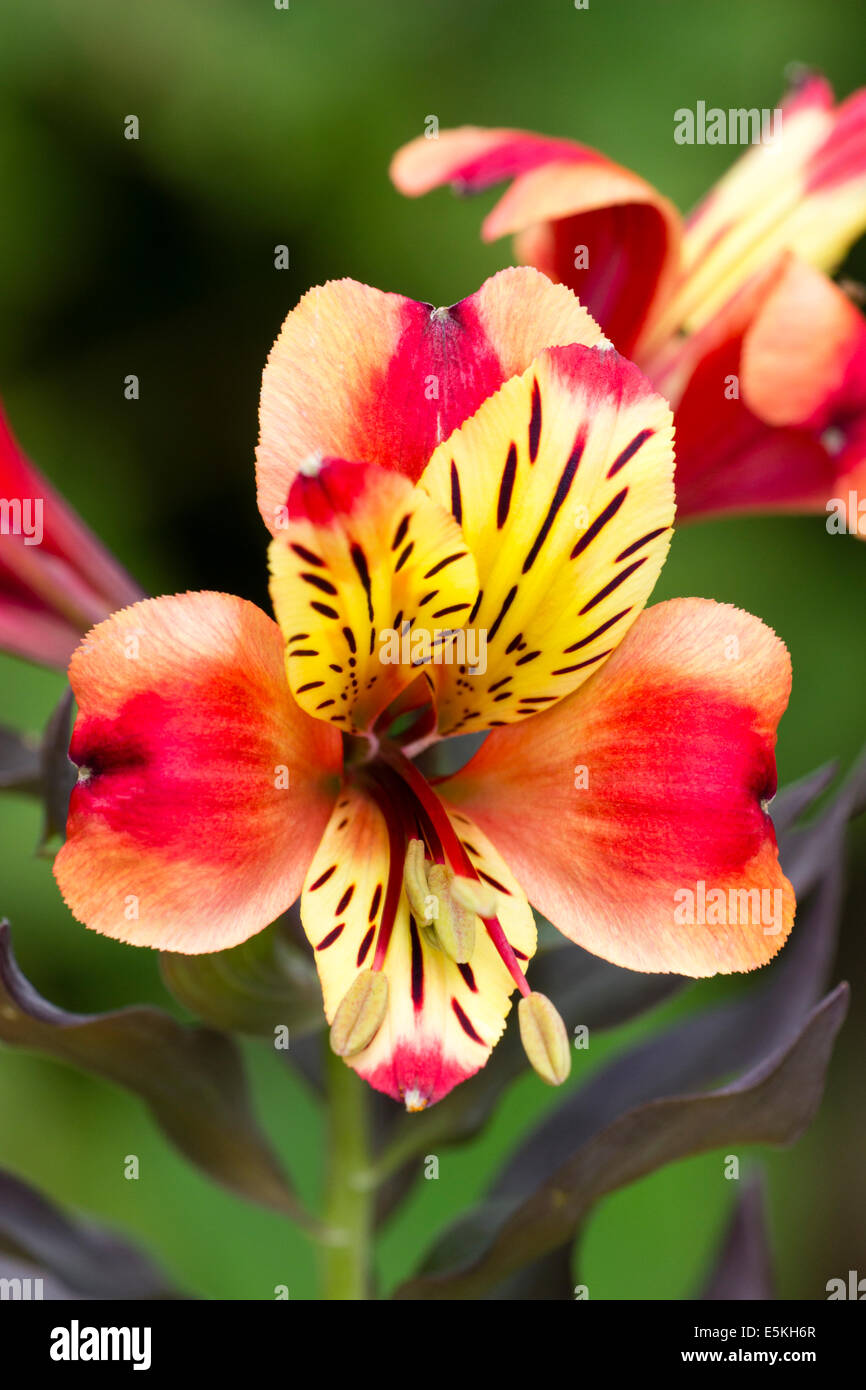 Einzelne Blume in den Kopf von Alstroemeria 'Indian Summer' Stockfoto