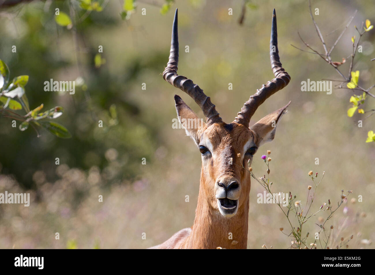 Männlichen Impala in Krüger Nationalpark, Südafrika Stockfoto