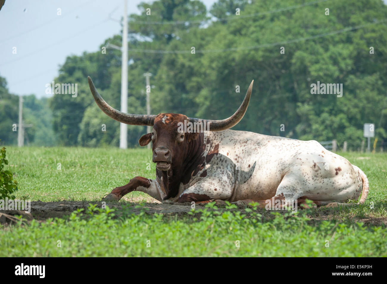 Texas Longhorn-Watusi gemischt Rasse Bull Rinder Stockfoto