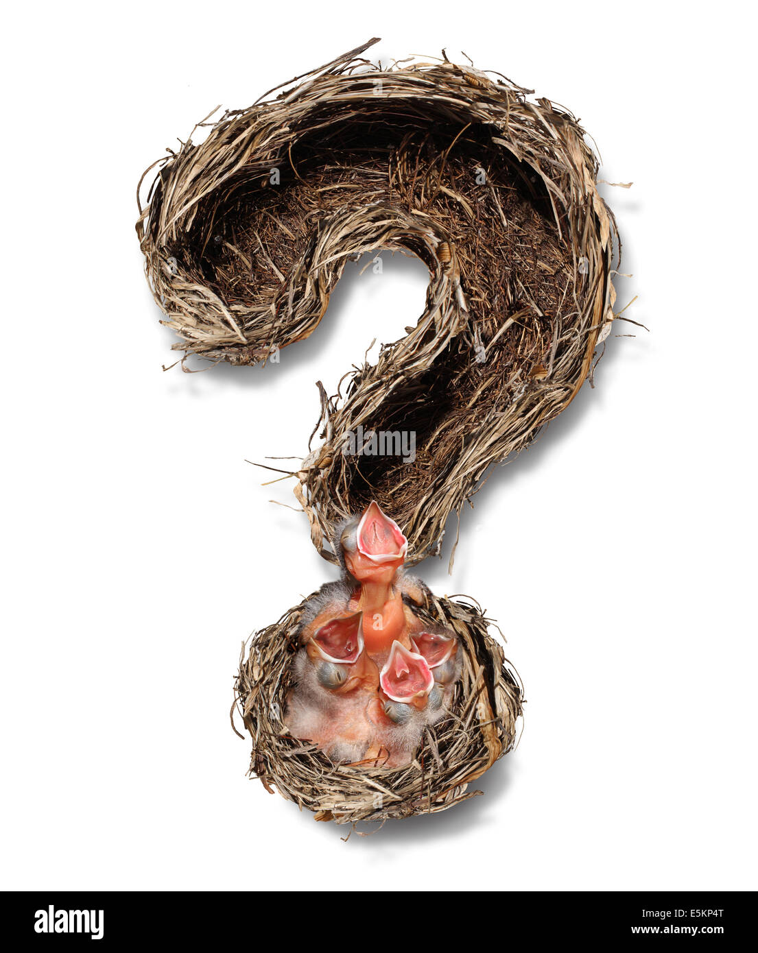 Familie und Elternschaft Fragen und Haus Planung Verpflichtungen als eine Gruppe von Baby-Vögel in einem Nest geformt wie ein Fragezeichen als Metapher und Symbol für die Aufgaben der Vaterschaft und Mutterschaft auf weißem Hintergrund. Stockfoto