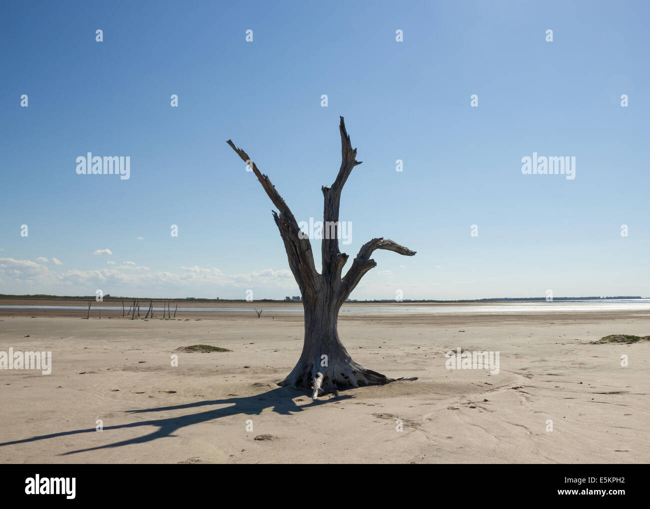 Toter Baum wegen der Wüstenbildung mitten in Argentinien Stockfoto