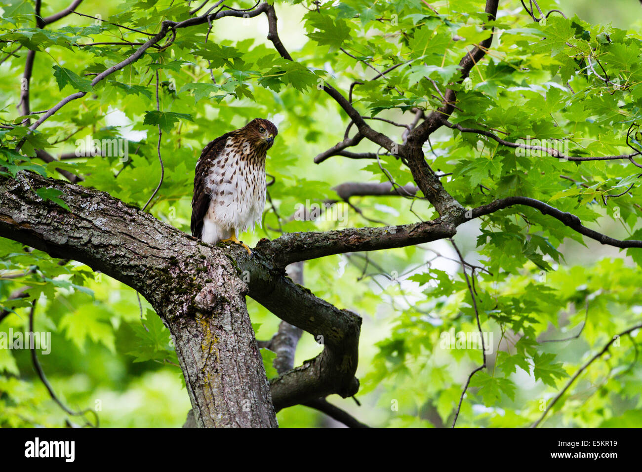 Ein Jugendlicher Cooper der Habicht (Accipiter Cooperii) in Quebec, Kanada Stockfoto