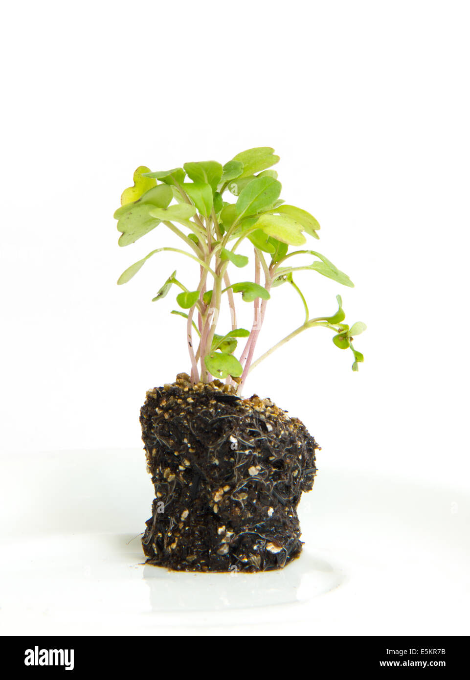 Kleiner Rucola Pflanze aus dem Boden Stockfoto