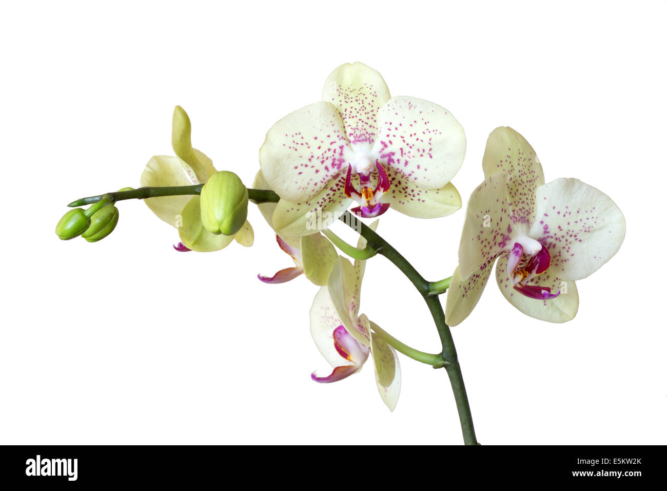 Weiße Orchidee isoliert auf weiss Stockfoto
