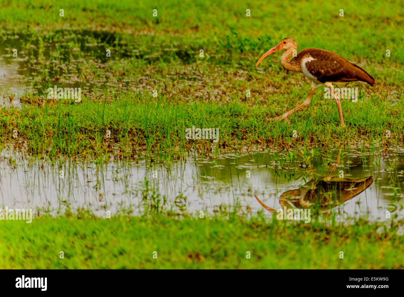 Juvenile American White Ibis in überfluteten Park mit stehendem Wasser Stockfoto