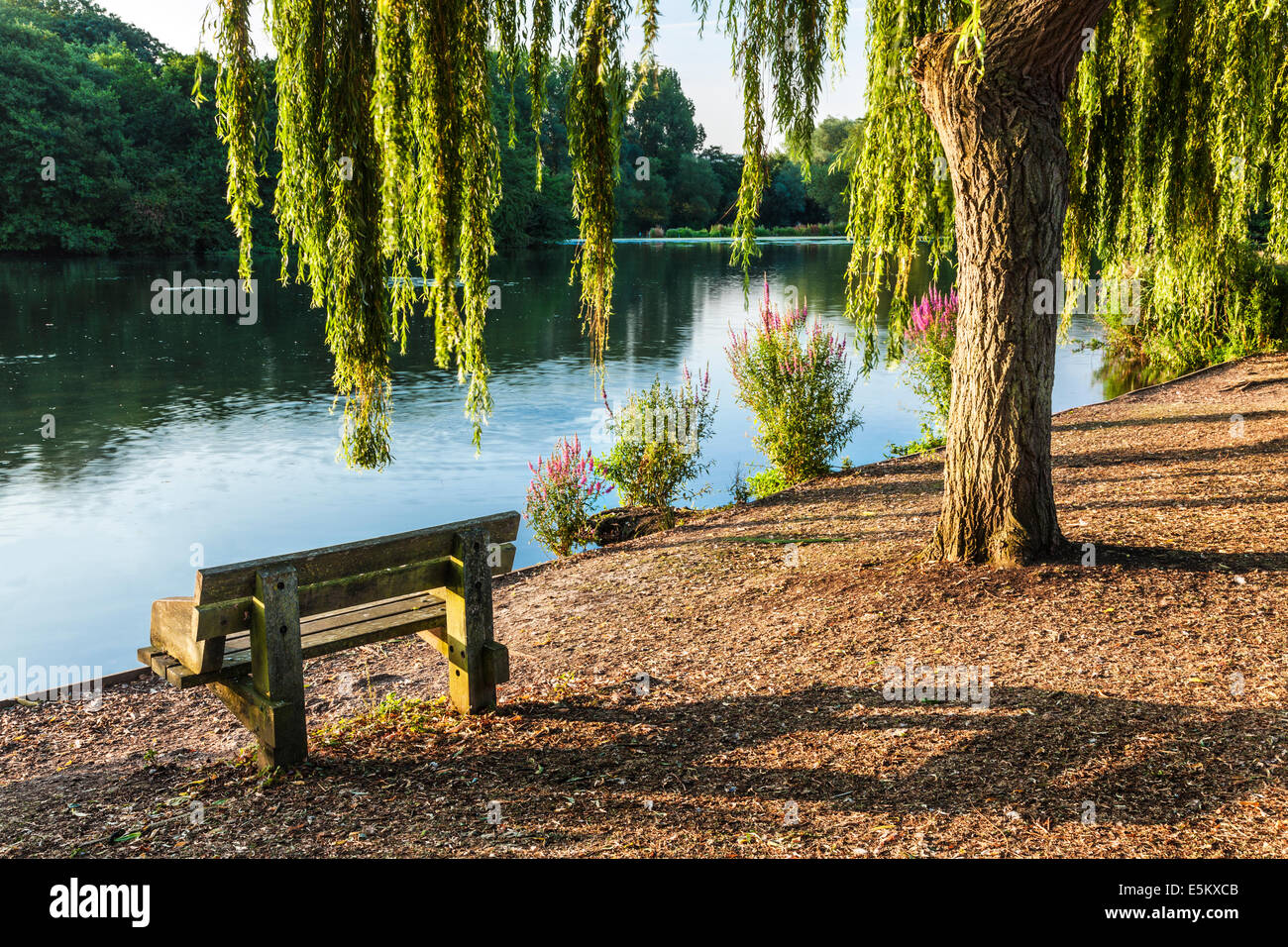 Am frühen Morgensonnenlicht über einen kleinen See in Swindon, Wiltshire. Stockfoto