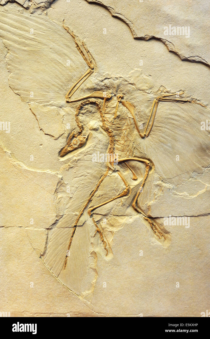 Archaeopteryx Fotos und Bildmaterial in hoher Auflösung Alamy