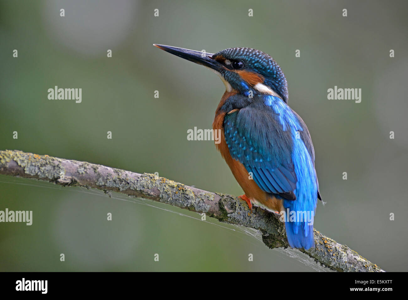 Eisvogel (Alcedo Atthis), Niedersachsen, Deutschland Stockfoto