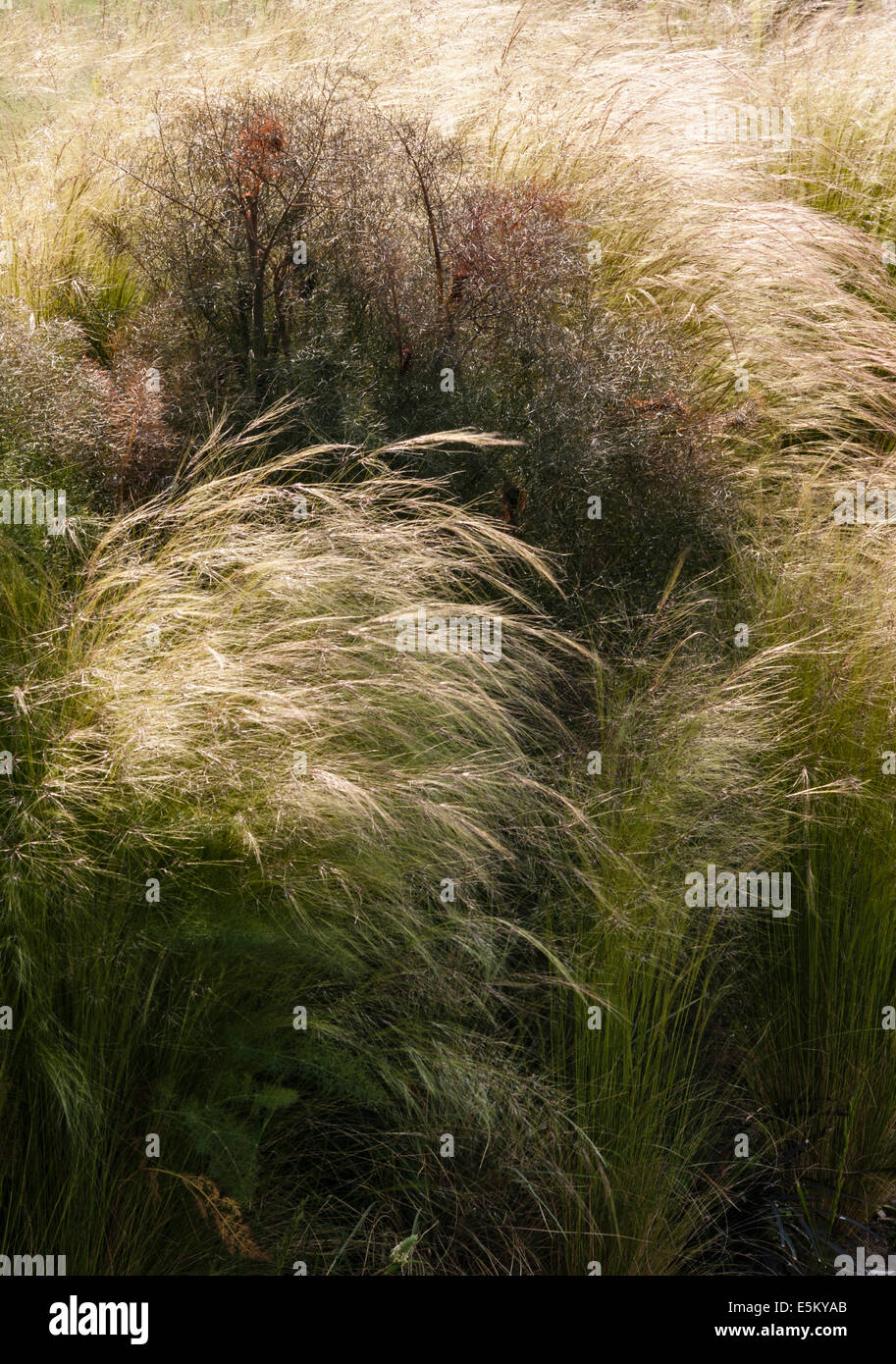 Federgras (Stipa Tenuissima) und Bronze-Fenchel (Foeniculum Vulgare Purpurascens) Stockfoto