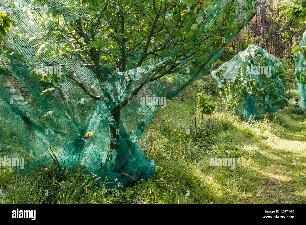 Kirschbaum netz Fotos und Bildmaterial in hoher Auflösung Alamy