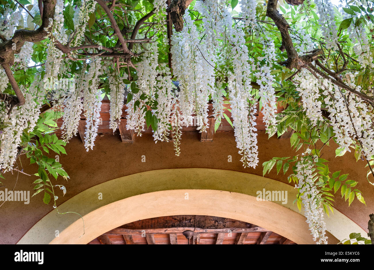Wisteria archway wisteria arch -Fotos und -Bildmaterial in hoher Auflsung   Alamy