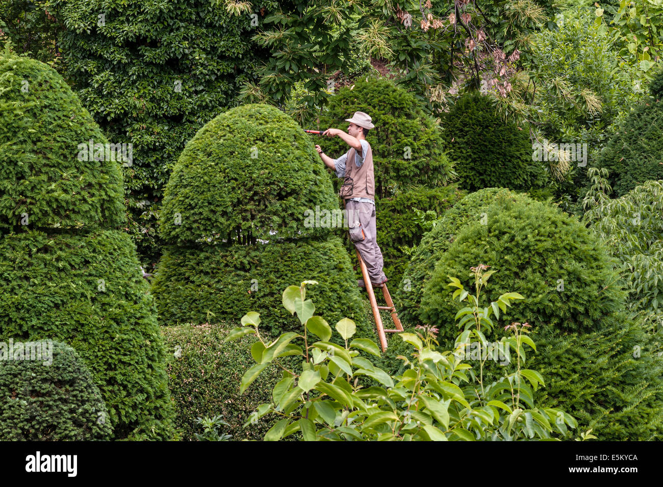 Ein Gärtner in einem italienischen Garten, der riesige Eibenbüsche in Form bringt Stockfoto