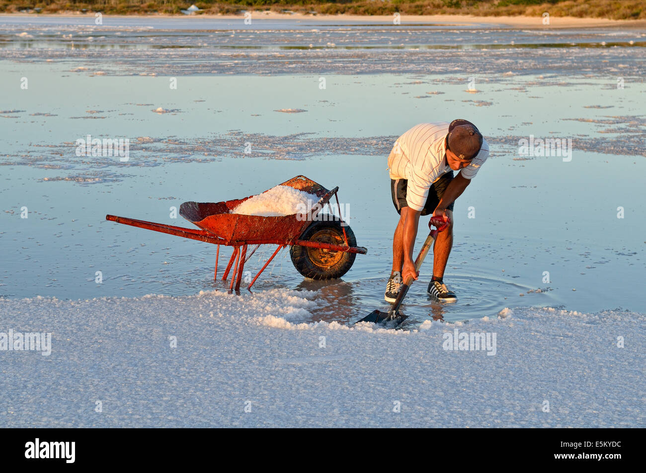 Salzgewinnung von hand in einer Lagune in der Nähe von El Cujo, Yucatan, Mexiko Stockfoto