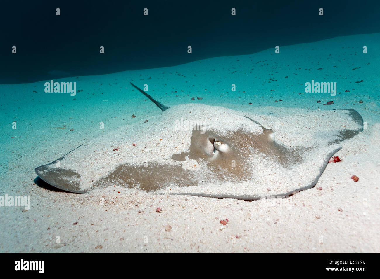 Whiptail Stachelrochen (Dasyatidae) ruht auf dem sandigen Meeresgrund, Great Barrier Reef, UNESCO-Weltnaturerbe Stockfoto