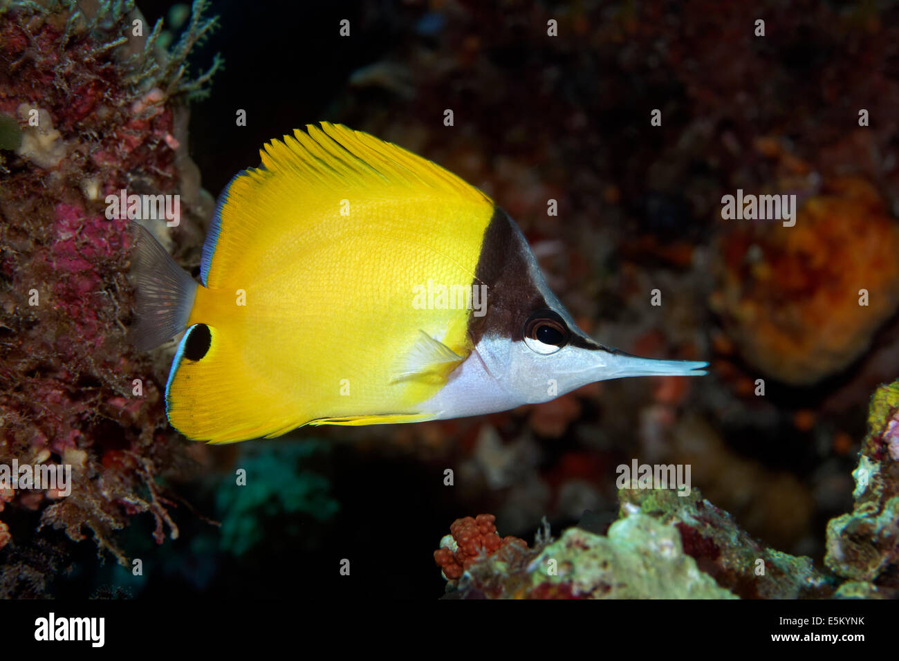 Gelbe Longnose Butterflyfish (Forcipiger Flavissimus), Great Barrier Reef, UNESCO Weltnaturerbe, Pazifik Stockfoto