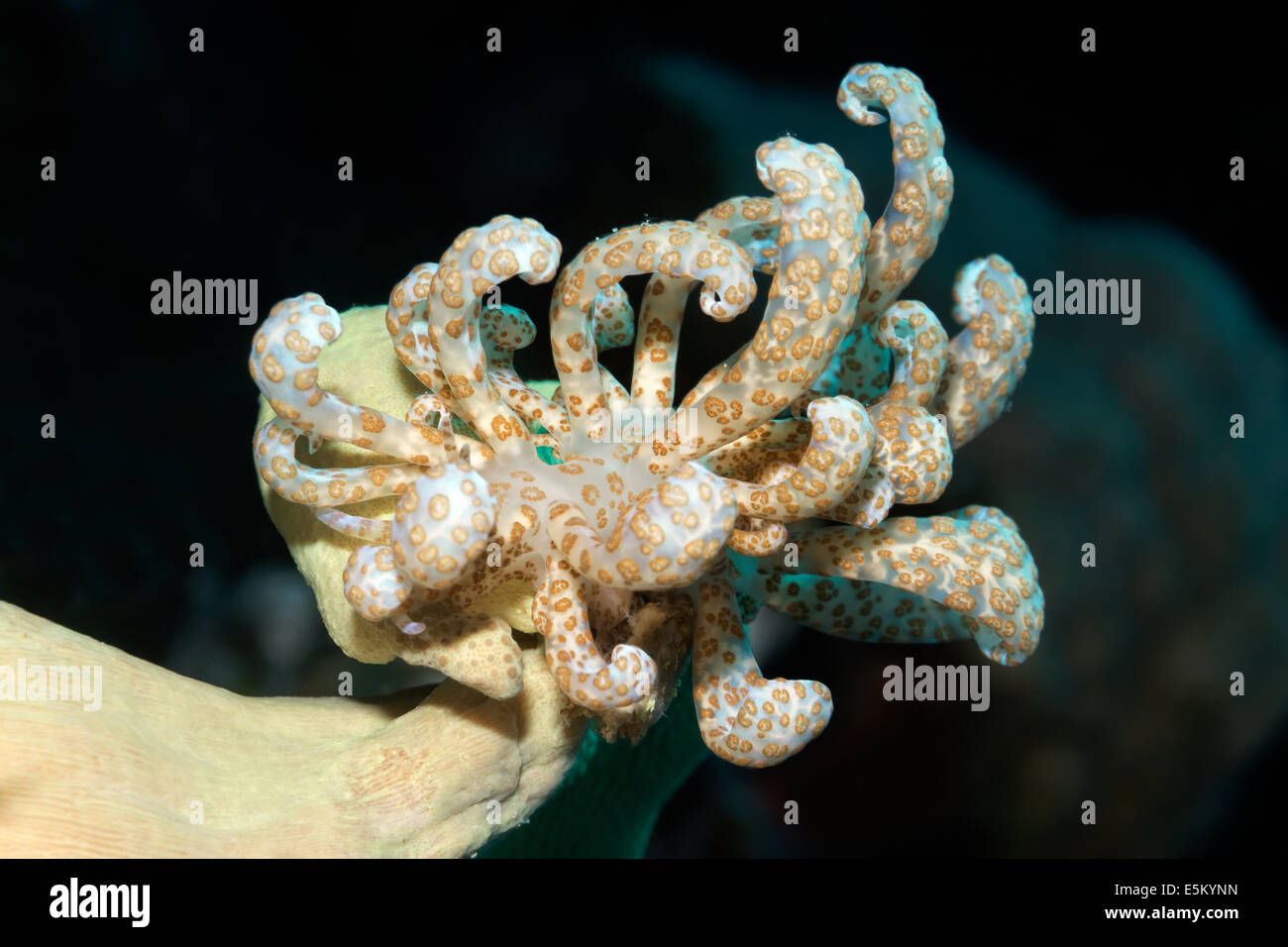 Solarbetriebene Phyllodesmium (Phyllodesmium Longicirrum), Great Barrier Reef, UNESCO Weltnaturerbe, Pazifik Stockfoto