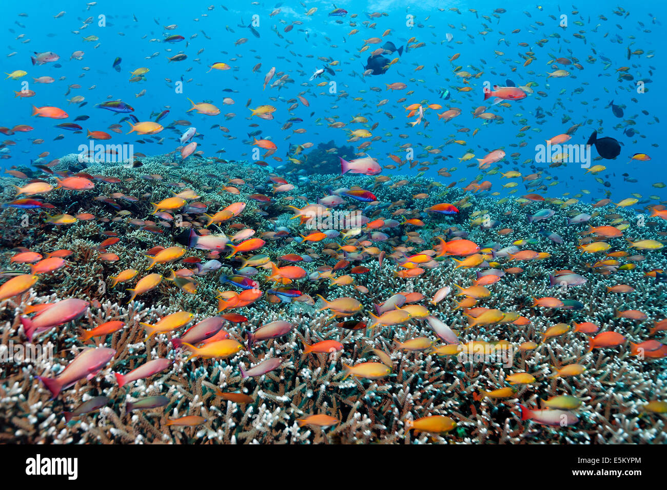 Lust auf Bässe (Anthiinae), Great Barrier Reef, UNESCO Weltnaturerbe Website, Pazifik, Queensland, Australien Stockfoto