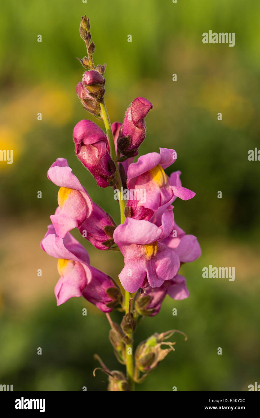 Garten snapdragon oder gemeinsamen Snapdragon (antirrhinum majus), Hessen, Deutschland Stockfoto