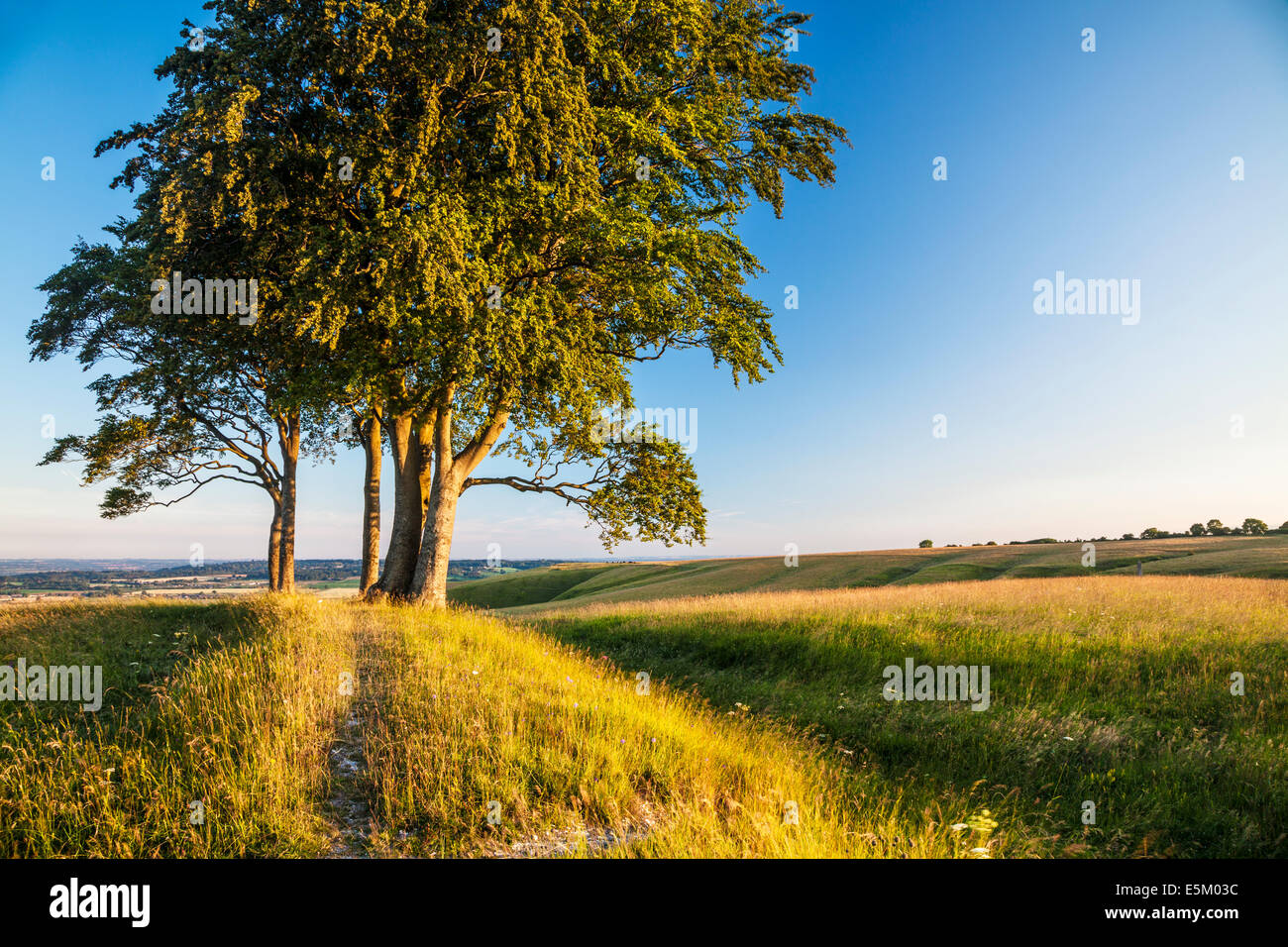 Am frühen Morgen Sonnenschein auf Olivers Castle, eine Eisenzeit Burgberg auf Roundway Hügel in der Nähe von Devizes, Wiltshire. Stockfoto