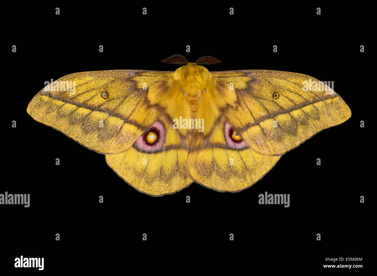 Saturnid Moth (Nudaurelia Diones), ursprünglich aus Äthiopien Stockfoto