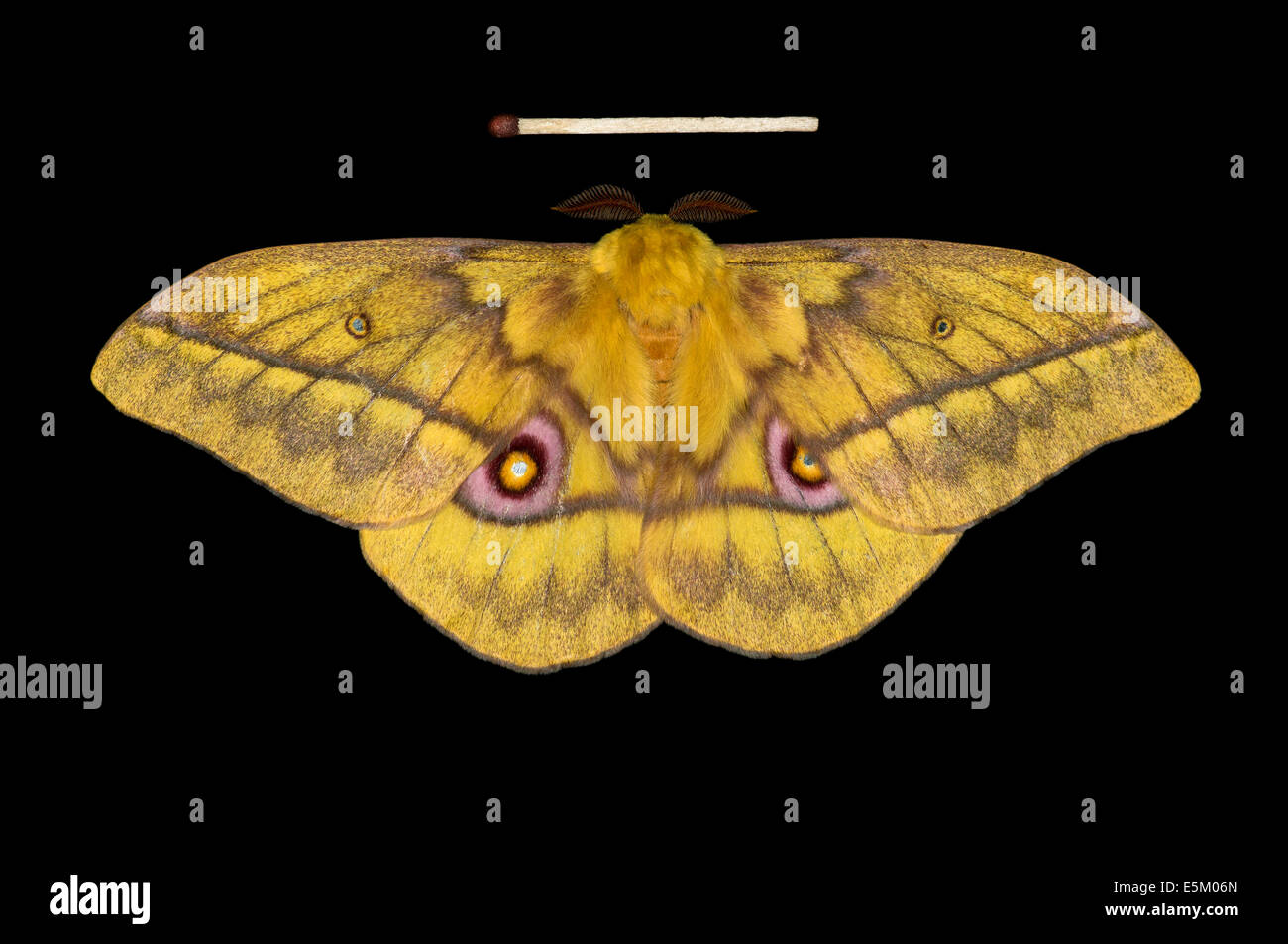 Saturnid Moth (Nudaurelia Diones), ursprünglich aus Äthiopien Stockfoto