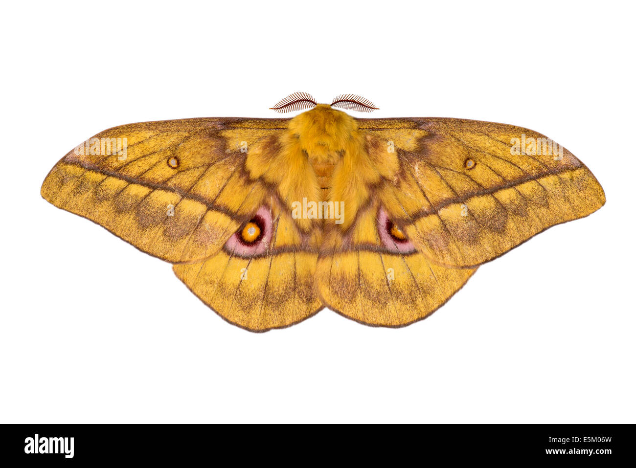 Saturnid Moth (Nudaurelia Diones), ursprünglich aus Äthiopien Stockfoto